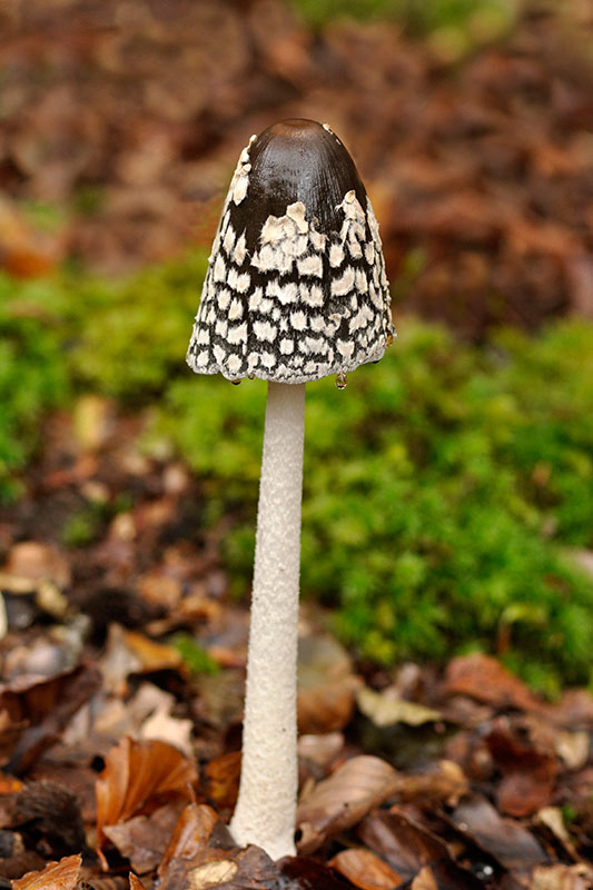 Magpie_inkcap .jpg